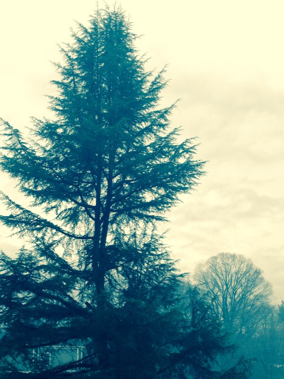 The sky was overcast this morning. This is the view from my bathroom window.